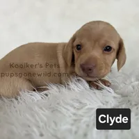 Clyde, a male Miniature Dachshund for sale in Boyden, IA – 1 of 4