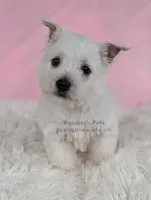 Anastasia, a female West Highland White Terrier for sale in Boyden, IA – 4 of 4