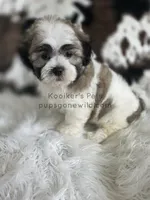 Axel, a male Bichon Frise and Shih Tzu for sale in Boyden, IA – 2 of 4