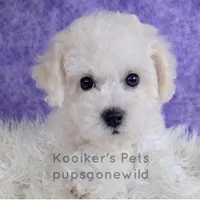 Lumi-SALE, a female Bichon Frise for sale in Boyden, IA – Photo 2 of 3