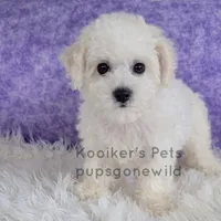 Lumi-SALE, a female Bichon Frise for sale in Boyden, IA – Photo 1 of 3
