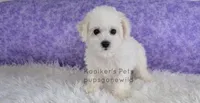 Lumi, a female Bichon Frise for sale in Boyden, IA – Photo 1 of 3