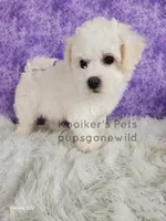 Lumi, a female Bichon Frise for sale in Boyden, IA – Photo 3 of 3