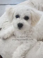 Lumi-SALE, a female Bichon Frise for sale in Boyden, IA – Photo 2 of 4