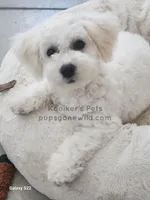 Lumi-SALE, a female Bichon Frise for sale in Boyden, IA – Photo 4 of 4