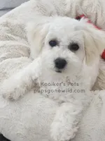 Lumi-SALE, a female Bichon Frise for sale in Boyden, IA – Photo 3 of 4