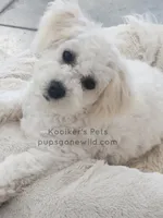 Lumi-SALE, a female Bichon Frise for sale in Boyden, IA – Photo 1 of 4