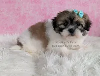 Hannah, a female Bichon Frise and Shih Tzu for sale in Boyden, IA – 4 of 5