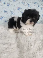 Layla, a female Bichon Frise and Shih Tzu for sale in Boyden, IA – 2 of 3