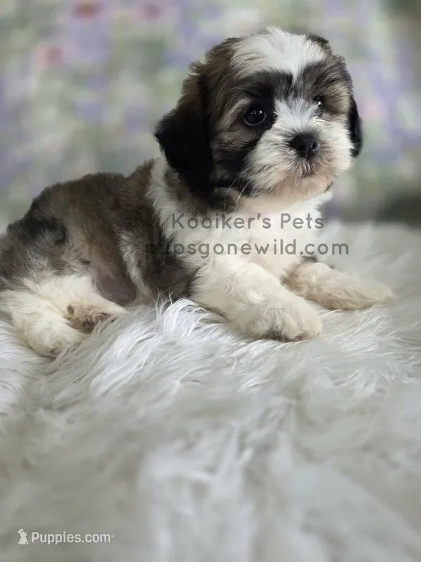 Alexa – Bichon Frise, Shih Tzu puppy for sale in Boyden, IA