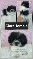 Clara, a female Bichon Frise and Shih Tzu for sale in Boyden, IA – 2 of 2