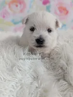 Marie, a female West Highland White Terrier for sale in Boyden, IA – Photo 1 of 4