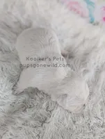 Marie, a female West Highland White Terrier for sale in Boyden, IA – Photo 4 of 4