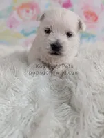 Marie, a female West Highland White Terrier for sale in Boyden, IA – Photo 2 of 4