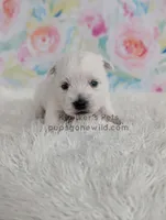 Marie, a female West Highland White Terrier for sale in Boyden, IA – Photo 3 of 4