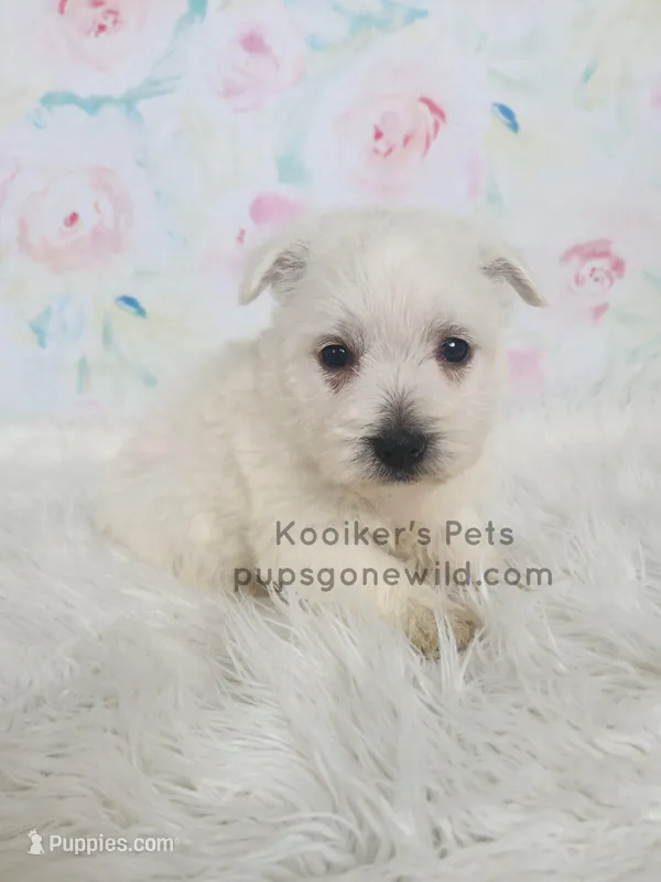 Marie – West Highland White Terrier puppy for sale in Boyden, IA
