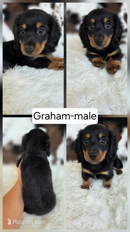 Graham – Miniature Dachshund puppy for sale in Boyden, IA