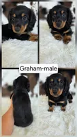 Graham-SALE, a male Miniature Dachshund for sale in Boyden, IA – 1 of 1