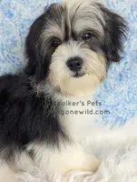 Lenny-SALE, a male Shichon for sale in Boyden, IA – 2 of 3