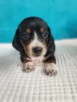 Hershey, a male Miniature Dachshund for sale in Boyden, IA – Photo 2 of 4