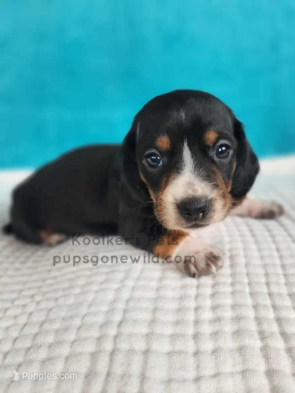 Hershey – Miniature Dachshund puppy for sale in Boyden, IA