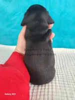 Hershey, a male Miniature Dachshund for sale in Boyden, IA – Photo 4 of 4