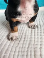 Hershey, a male Miniature Dachshund for sale in Boyden, IA – Photo 3 of 4