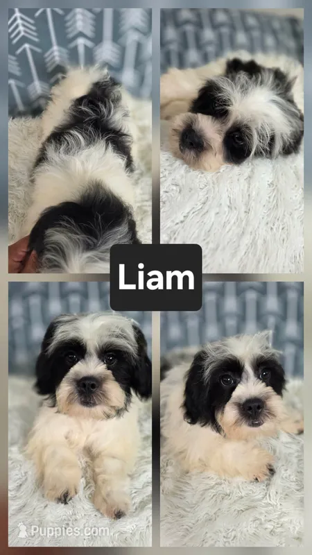 Liam - SALE – Bichon Frise, Shih Tzu puppy for sale in Boyden, IA