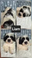 Liam - SALE, a male Bichon Frise and Shih Tzu for sale in Boyden, IA – 1 of 1