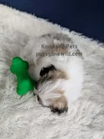 Hank, a male Bichon Frise and Shih Tzu for sale in Boyden, IA – 3 of 4
