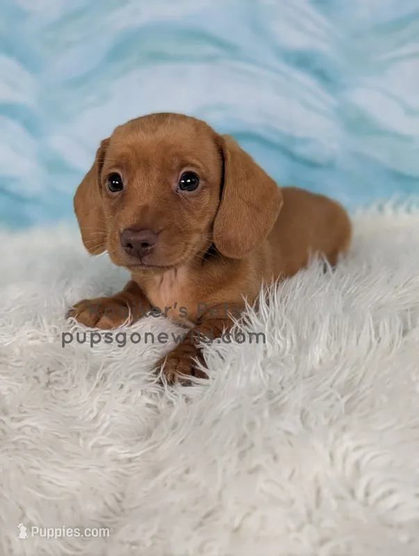 Macaroon – Miniature Dachshund puppy for sale in Boyden, IA