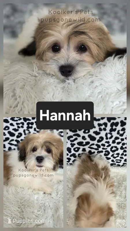 Hannah – Bichon Frise, Shih Tzu puppy for sale in Boyden, IA
