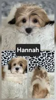Hannah, a female Bichon Frise and Shih Tzu for sale in Boyden, IA – 1 of 1
