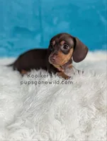 Truffle, a male Miniature Dachshund for sale in Boyden, IA – 3 of 4