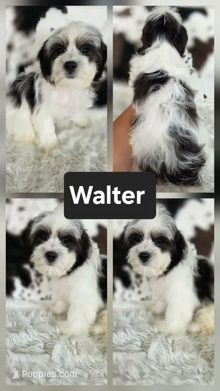 Walter – Shichon puppy for sale in Boyden, IA