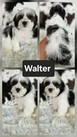 Walter, a male Shichon for sale in Boyden, IA – 1 of 1