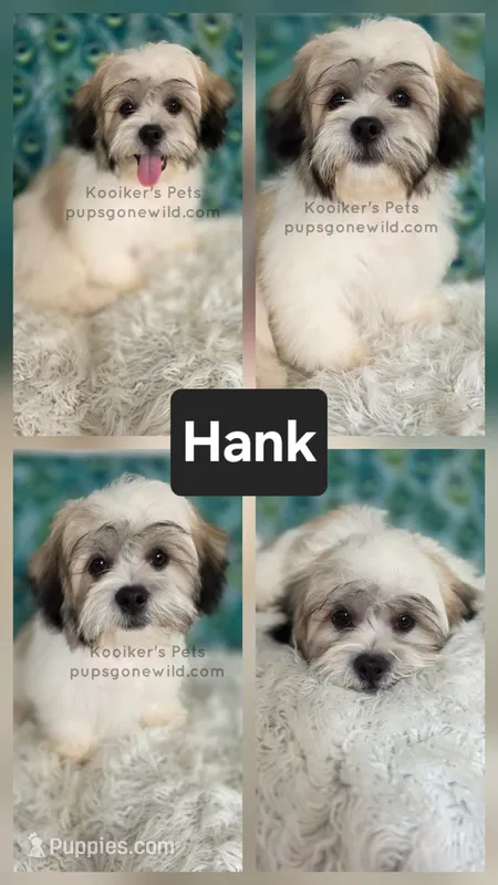 Hank – Bichon Frise, Shih Tzu puppy for sale in Boyden, IA