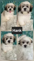Hank, a male Bichon Frise and Shih Tzu for sale in Boyden, IA – 1 of 1