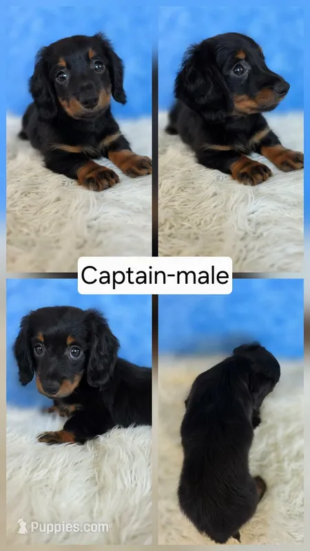 Captain – Miniature Dachshund puppy for sale in Boyden, IA
