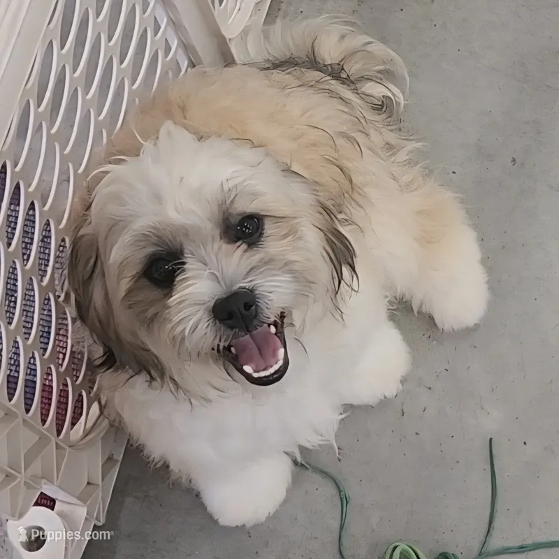 Benedict – Bichon Frise, Shih Tzu puppy for sale in Boyden, IA