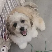 Benedict, a male Bichon Frise and Shih Tzu for sale in Boyden, IA – 1 of 2