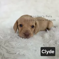 Clyde, a male Miniature Dachshund for sale in Boyden, IA – 4 of 4