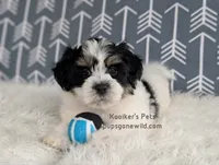 Duke, a male Bichon Frise and Shih Tzu for sale in Boyden, IA – 2 of 4