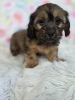 Dahlia, a female Shih Tzu and Miniature Dachshund for sale in Boyden, IA – 2 of 4