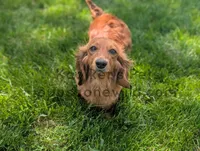 Tatum, a female Miniature Dachshund for sale in Boyden, IA – 4 of 4