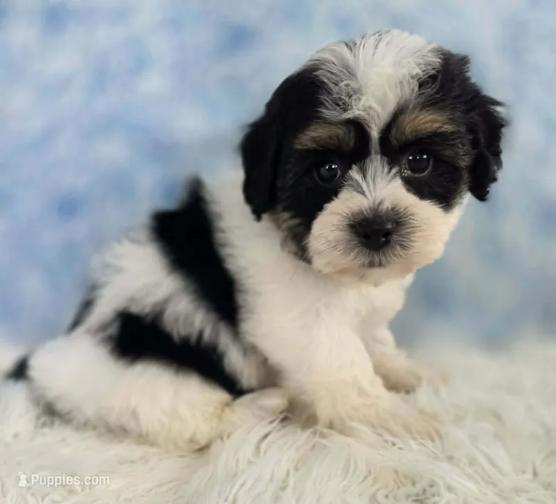 Rhett – Bichon Frise, Shih Tzu puppy for sale in Boyden, IA