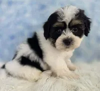 Rhett, a male Bichon Frise and Shih Tzu for sale in Boyden, IA – 1 of 2