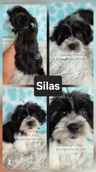 Silas – Shichon puppy for sale in Boyden, IA