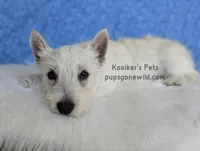 Luke - SALE, a male West Highland White Terrier for sale in Boyden, IA – 2 of 5