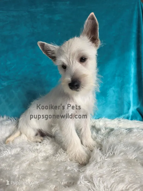 Walt-SALE – West Highland White Terrier puppy for sale in Boyden, IA